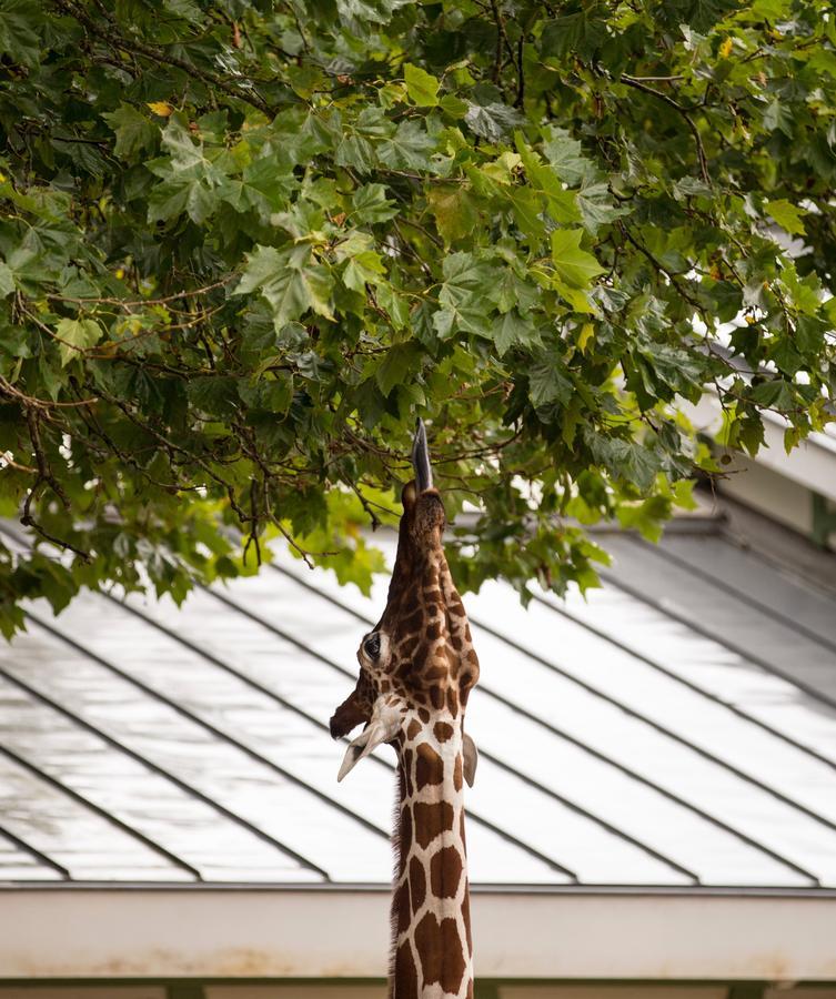 Quentin Zoo Hotel Amsterdam Bagian luar foto